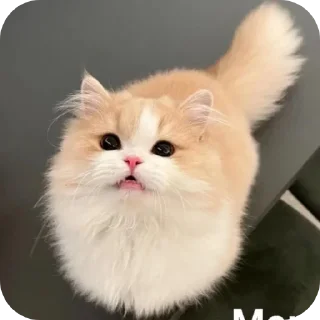 😻 emoji Коты! Telegram sticker 11 of 102