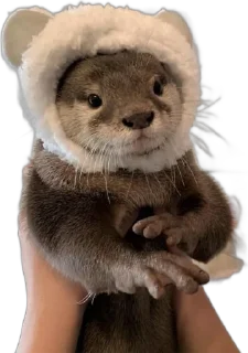😊 emoji otters by gravi Telegram sticker 5 of 16