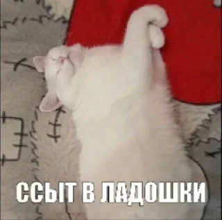 ❤️ emoji рыбывнепонятках Telegram sticker 14 of 26