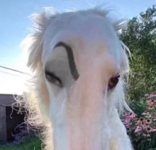🤨 emoji borzoi Telegram sticker 5 of 23