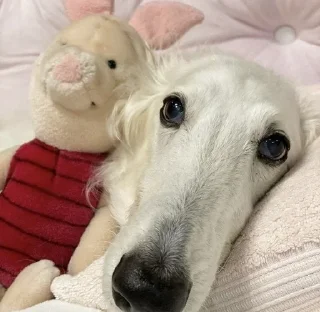 💫 emoji borzoi Telegram sticker 6 of 23