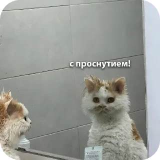 🐱 emoji @безназвания Telegram sticker 8 of 27