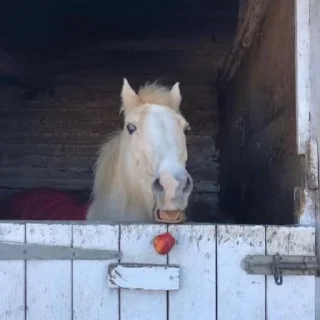 🍎 emoji Так и живём — увы Telegram sticker 9 of 40
