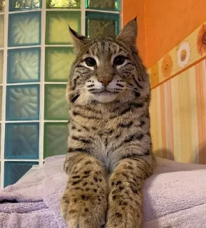 🌟 emoji насилие 5 Telegram sticker 8 of 120