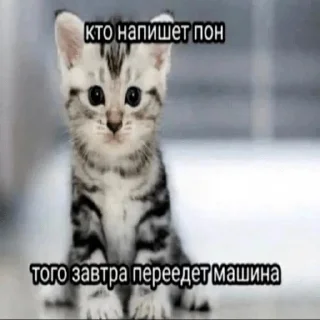 🥺 emoji я еблан Telegram sticker 16 of 83
