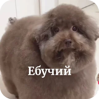 🐶 emoji У меня стояк Telegram sticker 10 of 99