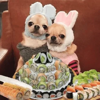 🍱 emoji собачульки Telegram sticker 17 of 76