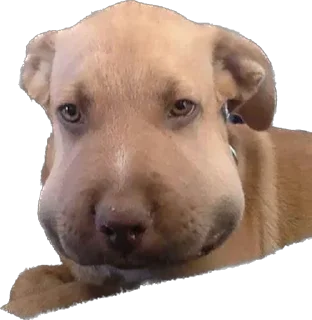 🐶 emoji 7-8 Sobak by @OverthrowGamebot Telegram sticker 6 of 73