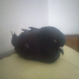 🦅 emoji культ чуй Telegram sticker 11 of 120