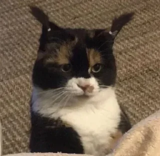 🌟 emoji котики і все інше Telegram sticker 22 of 77