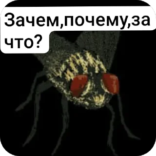 🐞 emoji Капитанский день Telegram sticker 18 of 18