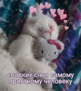 Sticker from Котики-обормотики