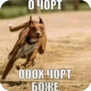 🐎 emoji стикеры мега хайпа 🕺🏼 Telegram sticker 15 of 120