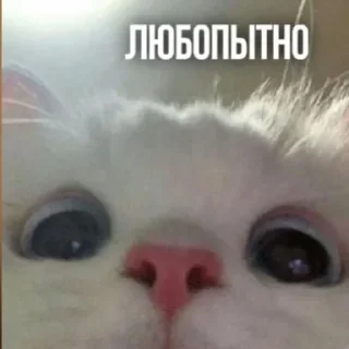 🤔 emoji Любимые стикеры @Zlak_33 Telegram sticker 11 of 26