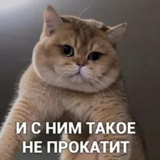 🐱 emoji ЪуЪ Telegram sticker 24 of 79