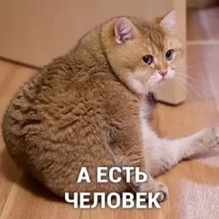 🐱 emoji ЪуЪ Telegram sticker 23 of 79