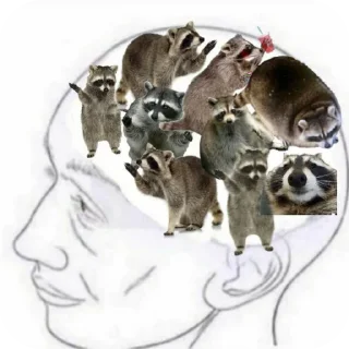 🧠 emoji Еноты 🦝 Telegram sticker 8 of 23