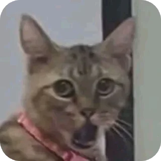 🐱 emoji @STICKRULE <- БОЛЬШЕ Telegram sticker 6 of 59
