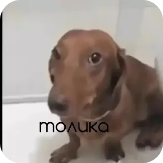 🐶 emoji Руны и свастики Telegram sticker 9 of 57