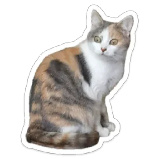 🙀 emoji Koshka Telegram sticker 5 of 8