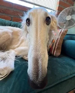 👃 emoji Борзая Telegram sticker 21 of 32