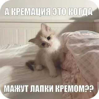 🐱 emoji бобик Telegram sticker 12 of 18