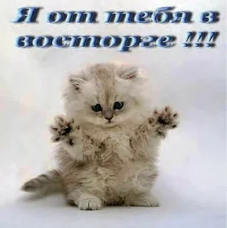 😼 emoji злые Telegram sticker 6 of 36