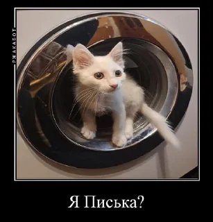 🤔 emoji котята Telegram sticker 17 of 22