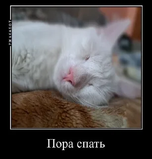 😴 emoji котята Telegram sticker 16 of 22