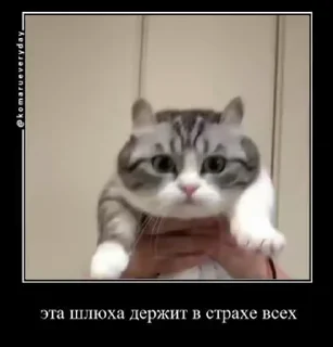 😶 emoji солевой @iam13yo Telegram sticker 11 of 50