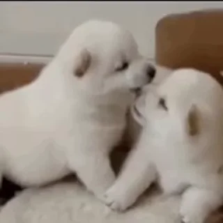💓 emoji сабачьки @iam13yo Telegram sticker 6 of 29
