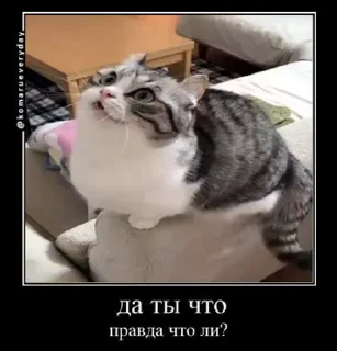 😶 emoji солевой @iam13yo Telegram sticker 23 of 50