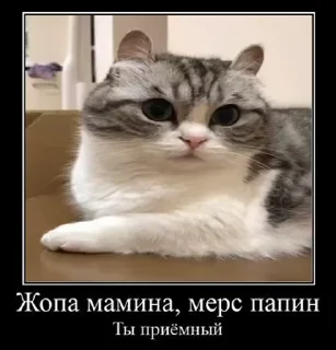 😶 emoji солевой @iam13yo Telegram sticker 12 of 50