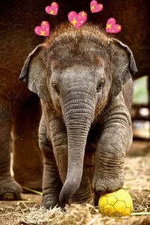 Sticker from elephant