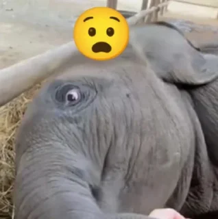 😧 emoji elephant Telegram sticker 12 of 18
