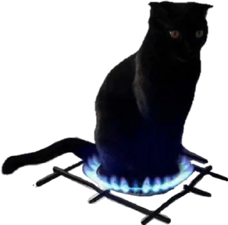 🔥 emoji Crazy black cat Telegram sticker 8 of 9