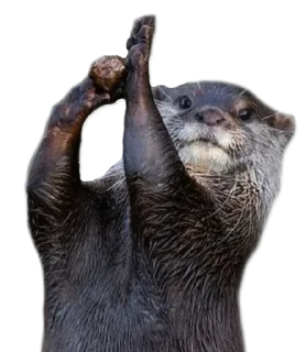 🏀 emoji @vidromemi Часть 3 - ВыдроПокалипсис Telegram sticker 11 of 120