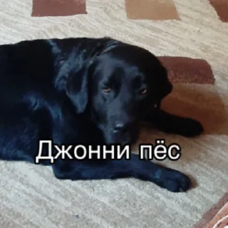 🐕 emoji ряжск город народов Telegram sticker 22 of 29