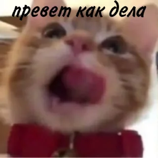😉 emoji миаУฅ^•ﻌ•^ฅ @qqzxl Telegram sticker 21 of 56