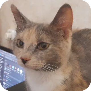 🐱 emoji Бесконечный подъезд Telegram sticker 23 of 38