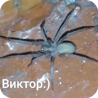 🕷 emoji Scorpion & ко. Telegram sticker 24 of 64