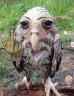 🤬 emoji солевая сова Telegram sticker 2 of 41