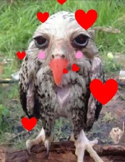 🥰 emoji солевая сова Telegram sticker 8 of 41