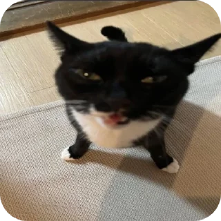 🐱 emoji Котики и др Telegram sticker 7 of 69