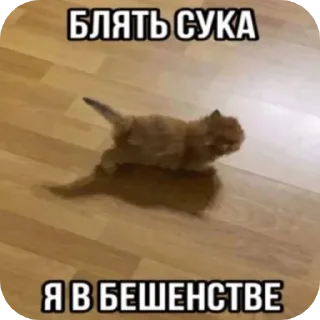 🐱 emoji Котики и др Telegram sticker 13 of 69