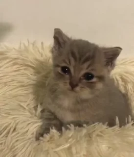 😭 emoji Котики ня ∩^ω^∩ Telegram sticker 14 of 47