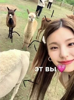 🐑 emoji айдолы💗 Telegram sticker 18 of 28