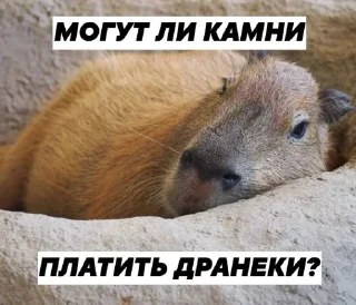 Sticker from Капибары