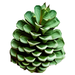 🌲 emoji Volume 2. Pines by @sru_memy Telegram sticker 11 of 11