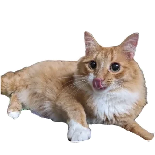 🐱 emoji Коты Telegram sticker 14 of 78